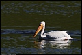 
American White Pelican
