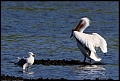 
American White Pelican and Gull
