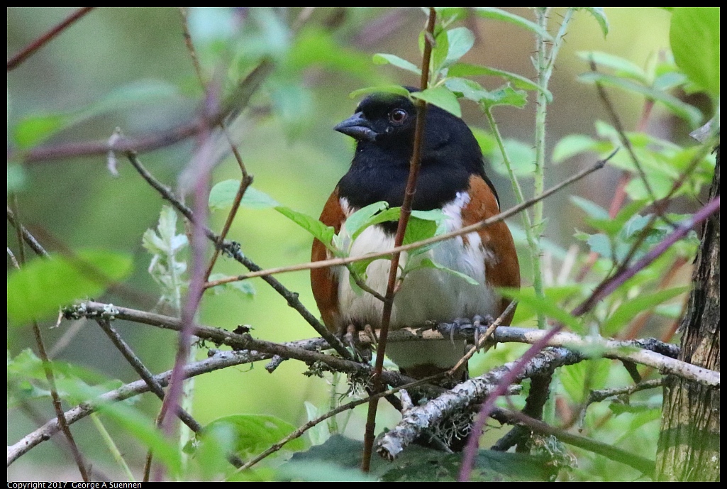 
Spotted Towhee
