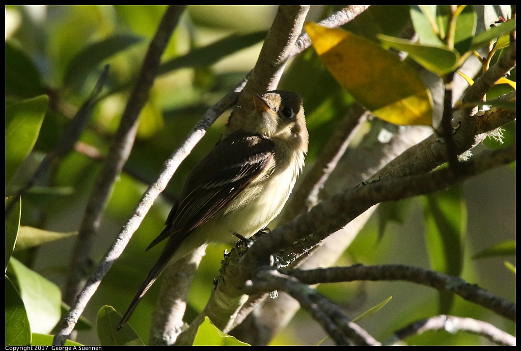 
Pacific-slope Flycatcher

