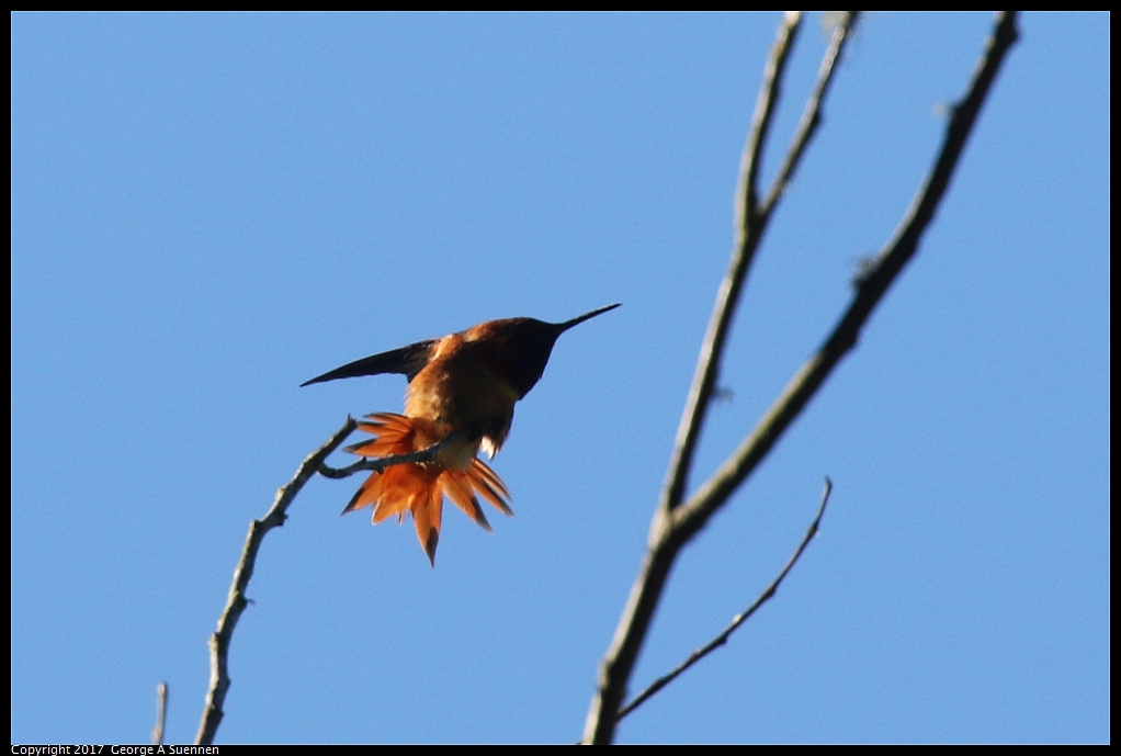 
Allen's Hummingbird
