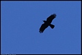 
American Crow

