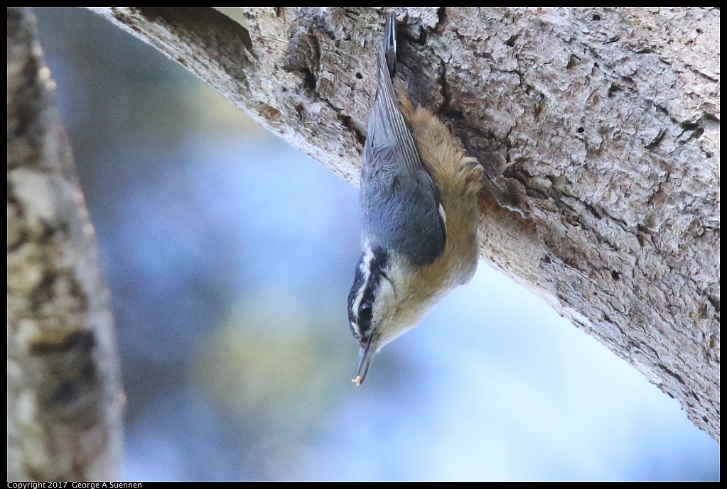 
Red-breasted Nuthatch - Canyon Trail - April 1, 2017
