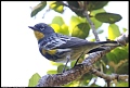 
Yellow-rumped Warbler - Canyon Trail - April 1, 2017
