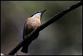 
Red-breasted Nuthatch
