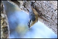 
Red-breasted Nuthatch - Canyon Trail - April 1, 2017

