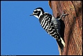 
Nuttall's Woodpecker
