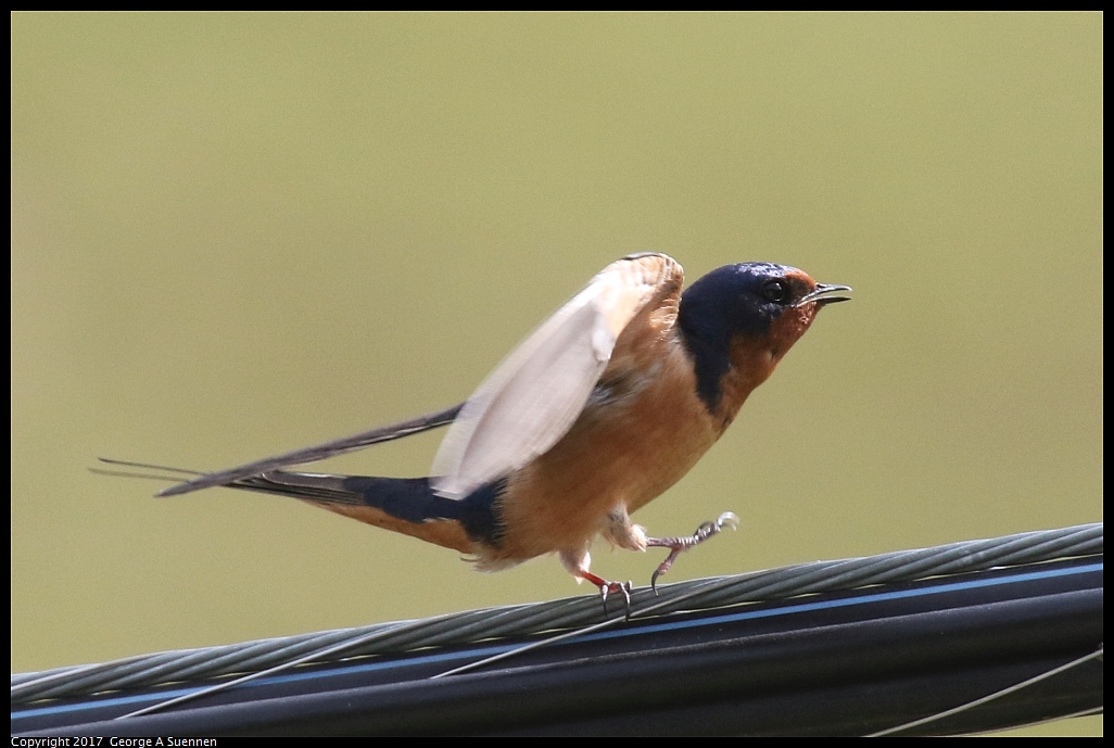 
Barn Swallow
