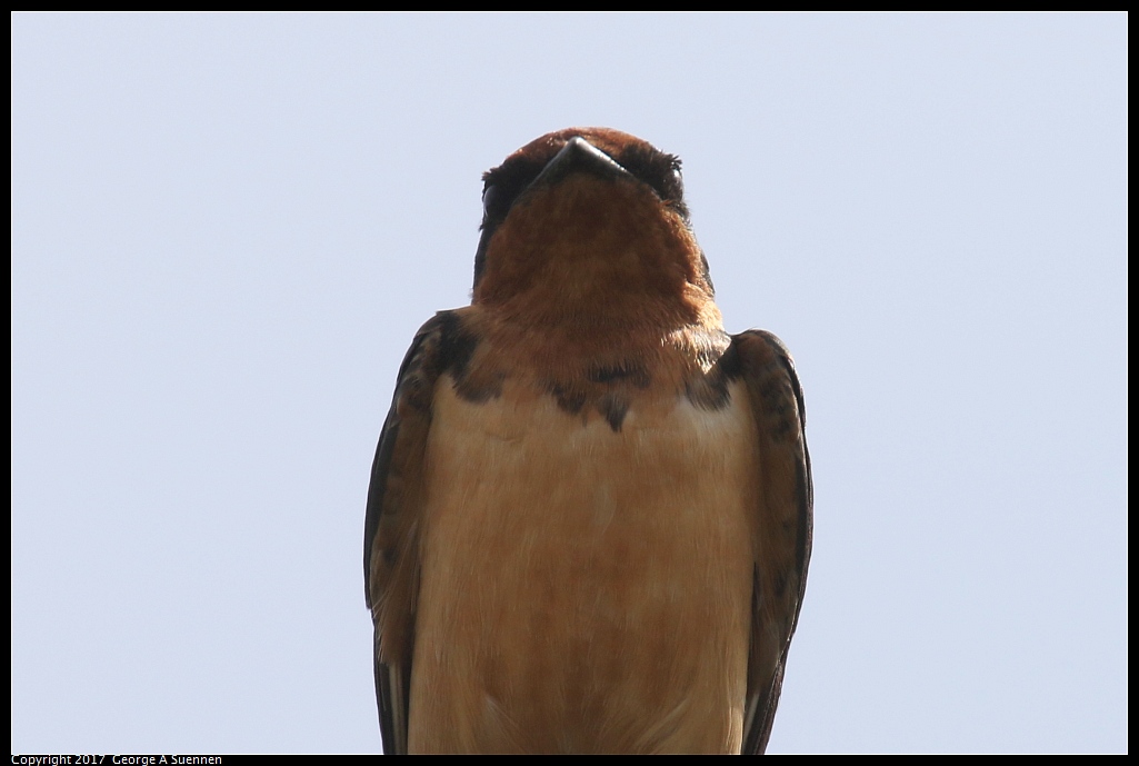 
Barn Swallow
