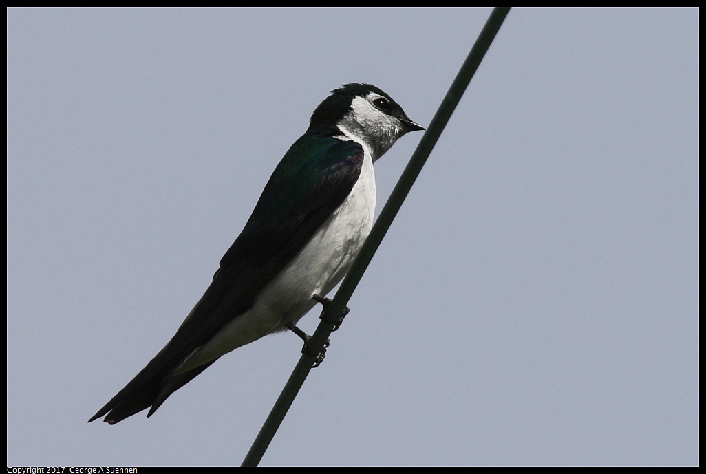 
Violet-green Swallow
