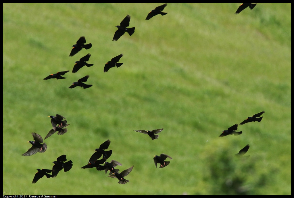 
Red-wing Blackbird and Starling
