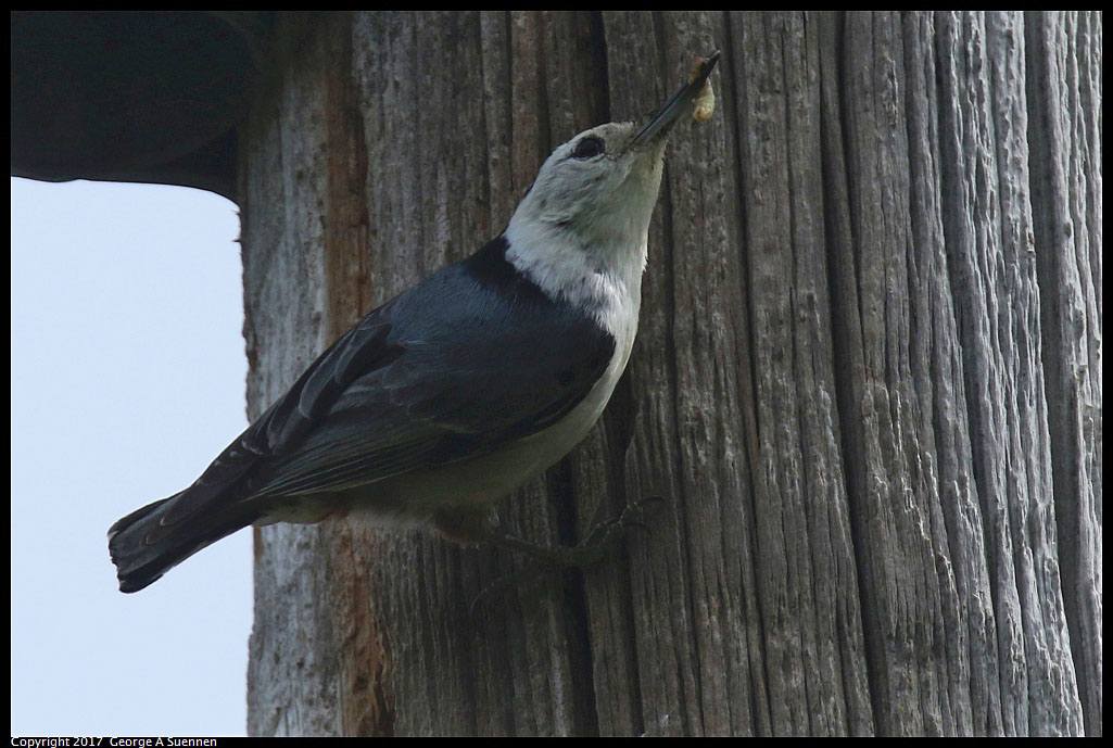 
White-breasted Nuthatch - Borges Ranch - April 5, 2017
