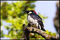 
Acorn Woodpecker
