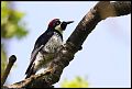 
Acorn Woodpecker - Borges Ranch - April 5, 2017

