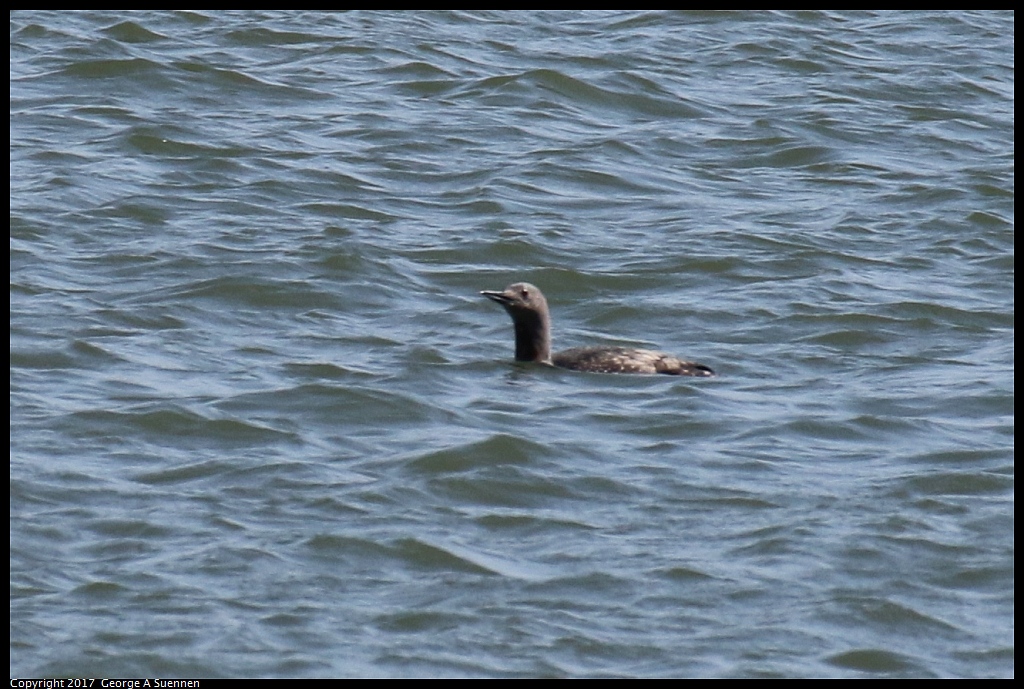 
Red-throated Loon
