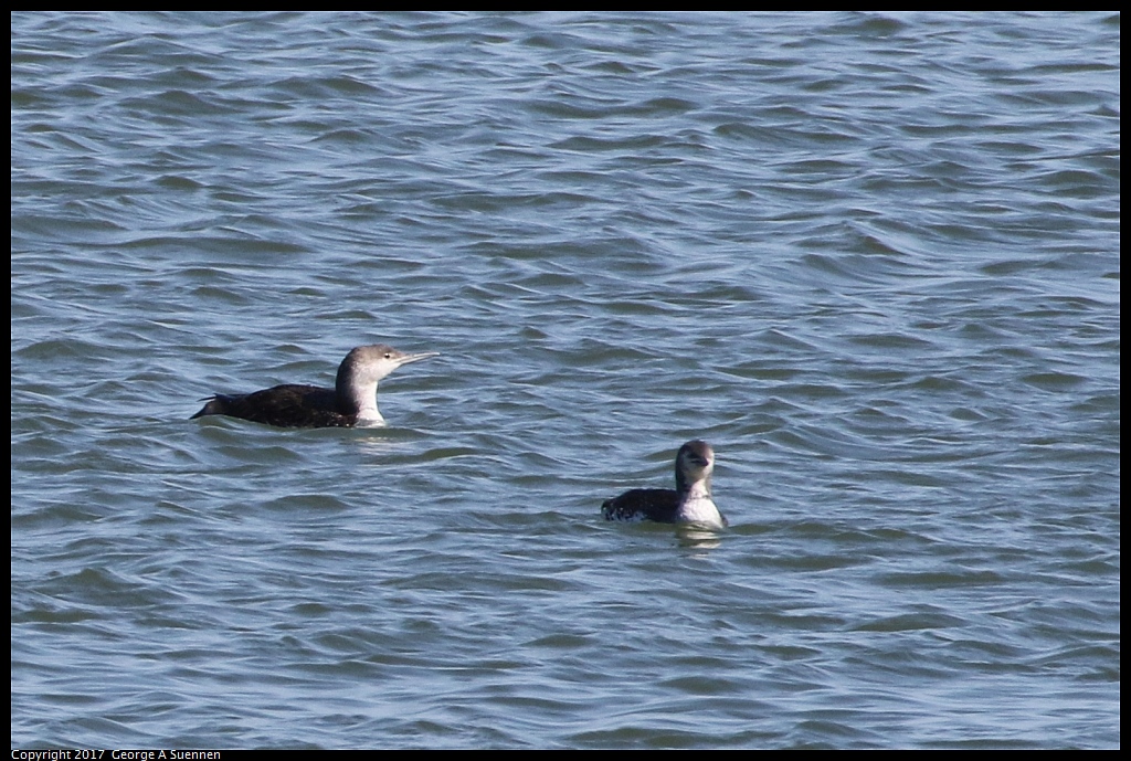 
Pacific Loon
