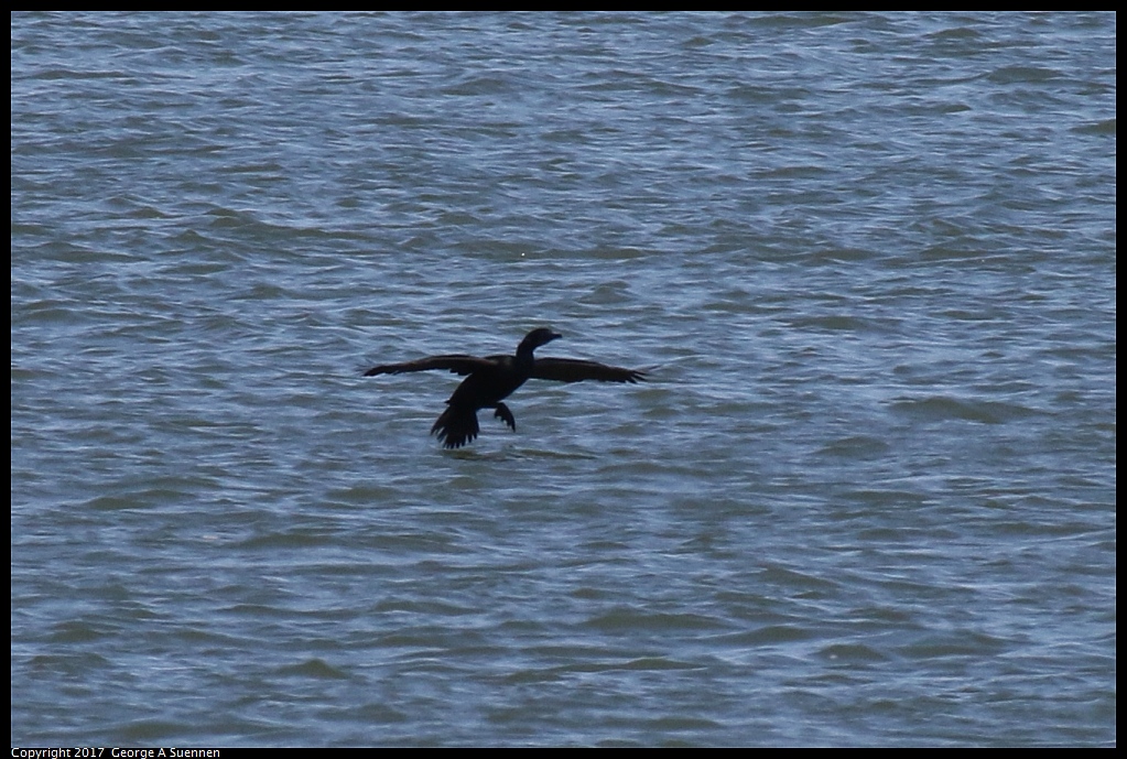 
Pelagic Cormorant

