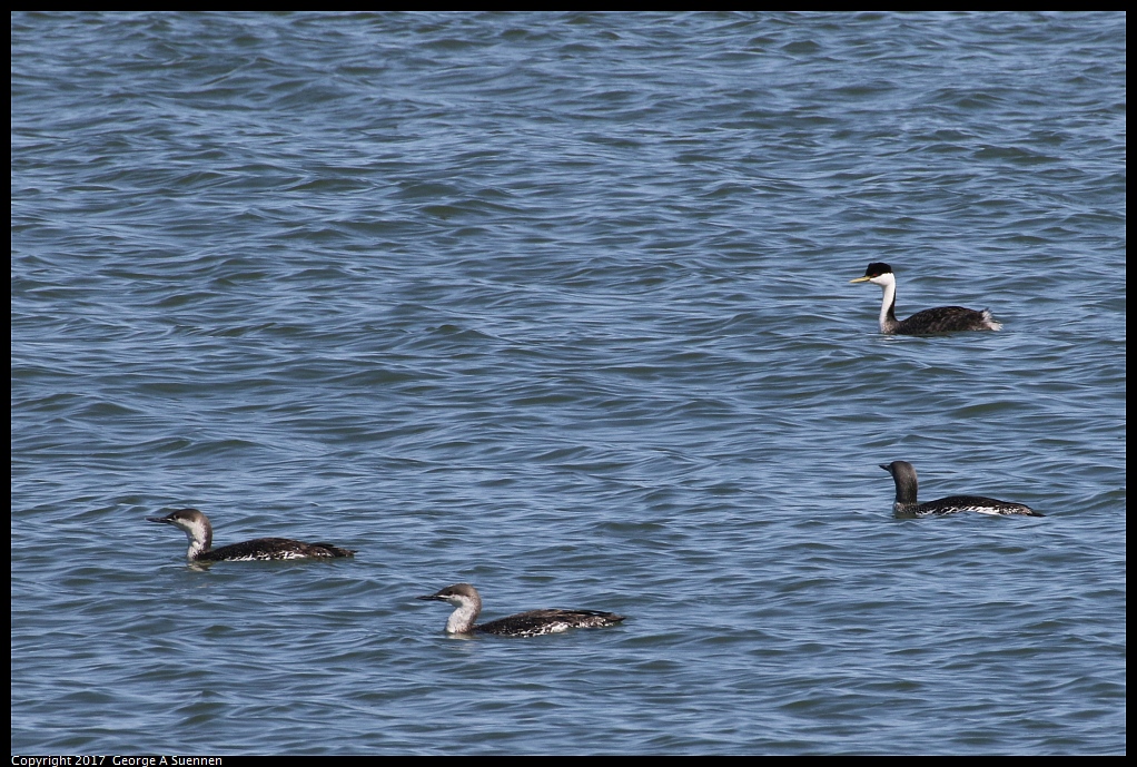 
Loon and Grebe
