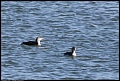 
Pacific Loon

