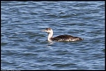 
Red-throated Loon
