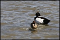 
Lesser Scaup and Teal
