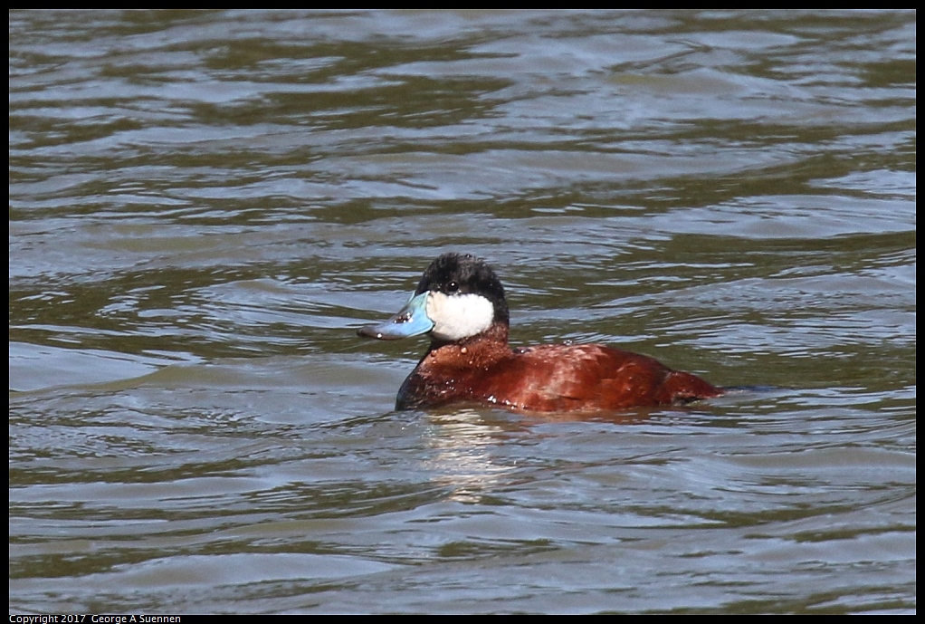 
Ruddy Duck - Berkeley Aquatic Park - April 14, 2017
