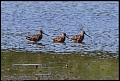 
Long-billed Dowitcher
