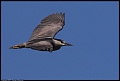 
Black-crowned Night Heron
