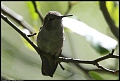 
Anna's Hummingbird
