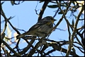 
Yellow-rumped Warbler
