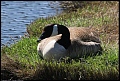 
Canada Goose

