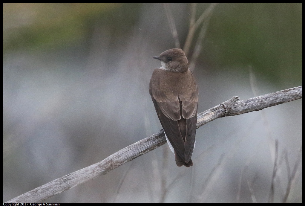 
Northern Rough-winged Swallow
