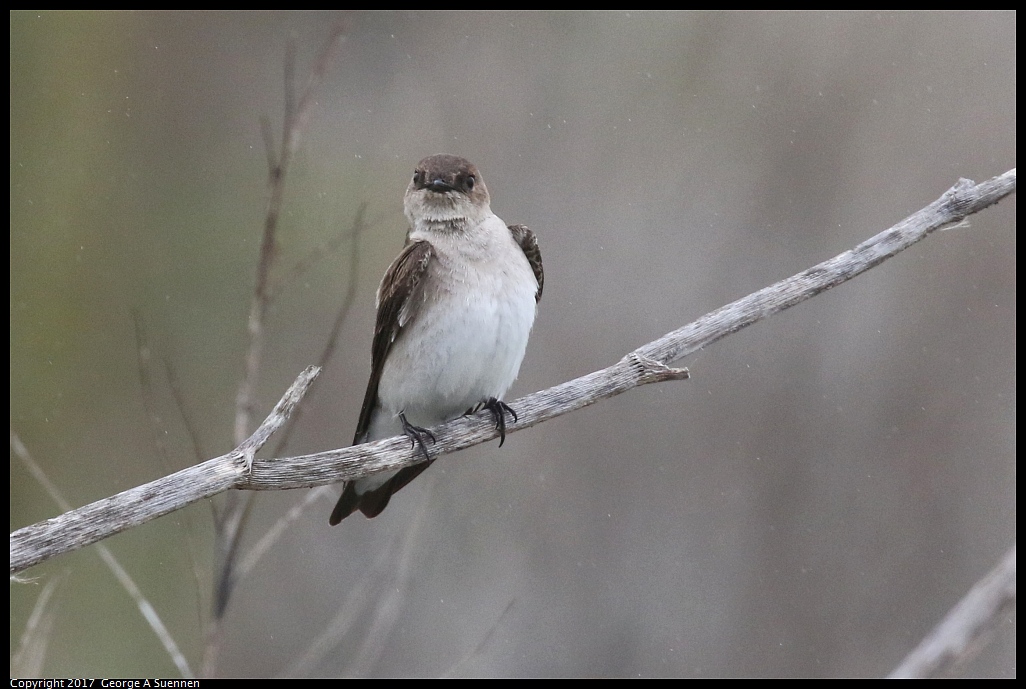 
Northern Rough-winged Swallow - Las Gallinas, San Rafael, Ca - April 26, 2017
