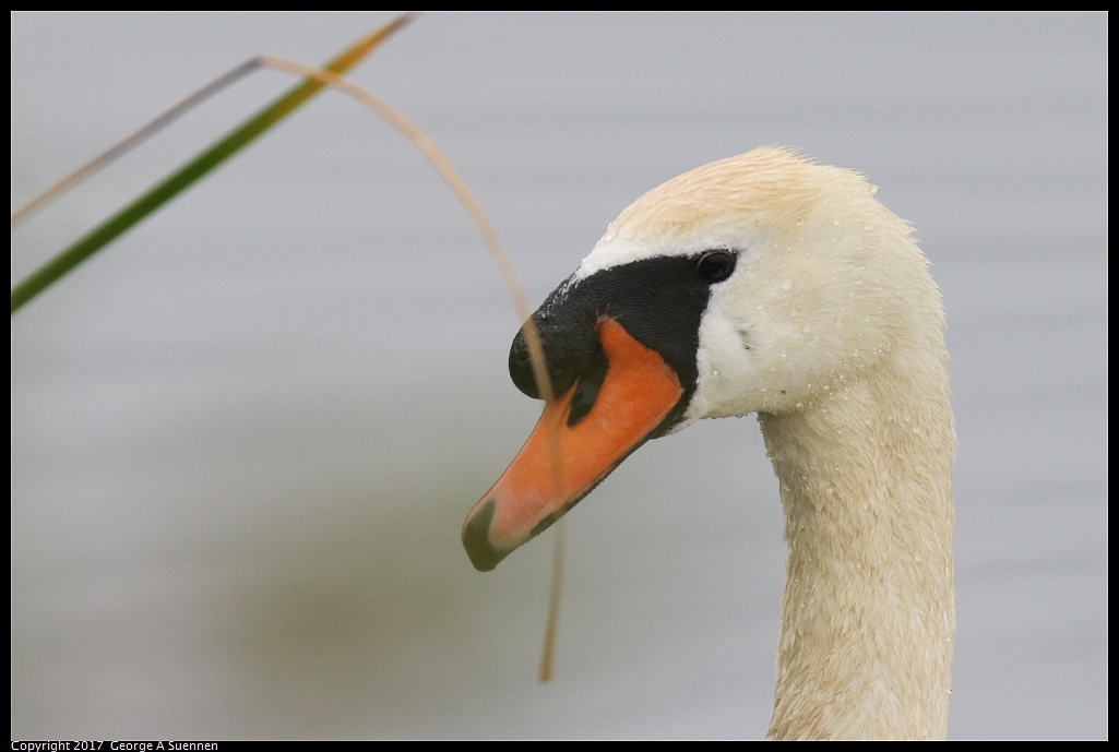 
Mute Swan (Dad)
