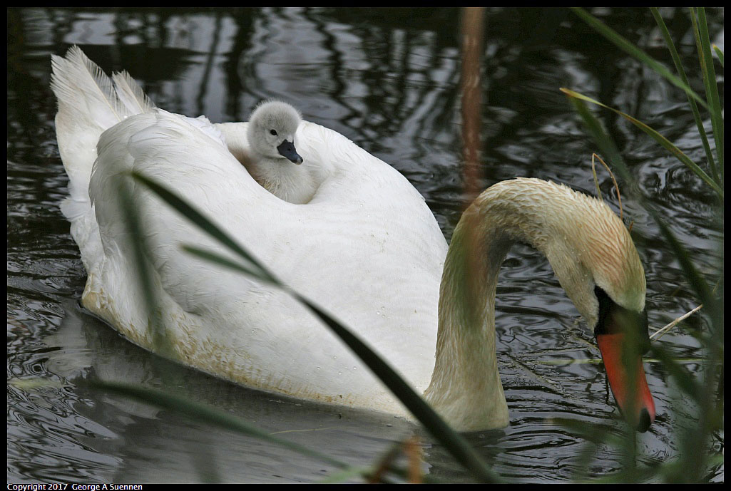 
Mute Swan
