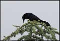 
Long-tailed Grackle
