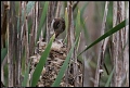 
Marsh Wren

