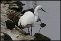 
Great Egret and Night Heron
