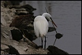 
Great Egret and Night Heron
