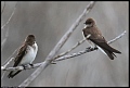 
Northern Rough-winged Swallow
