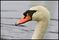 
Mute Swan (Mom)
