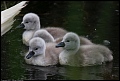 
Mute Swan (Kids)
