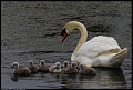 
Mute Swan
