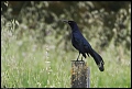 
Long-tailed Grackle
