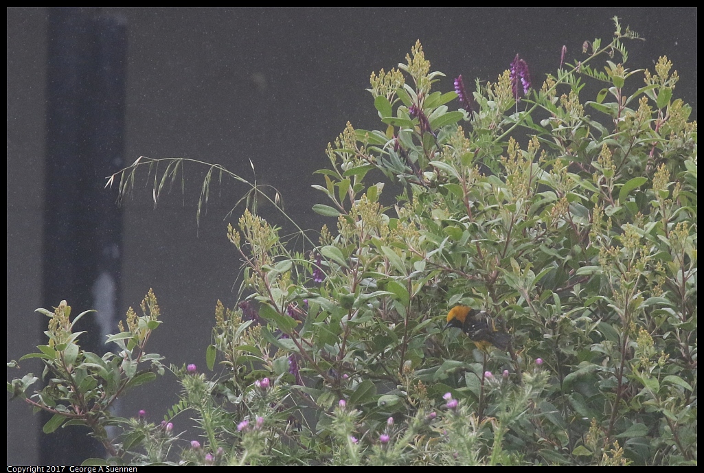 
Hooded Oriole (first sighting)
