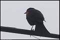 
Red-winged Blackbird
