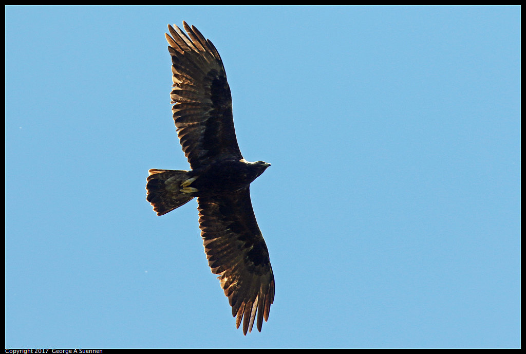 
Golden Eagle - Sibley Preserve - April 29, 2017
