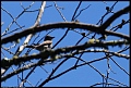 
Olive-sided Flycatcher
