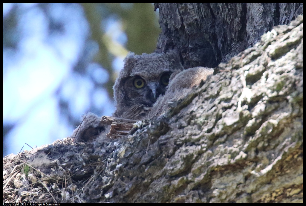 
Great Horned Owl - Goldengate Park, SF - May 1, 2017
