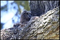 
Great Horned Owlet
